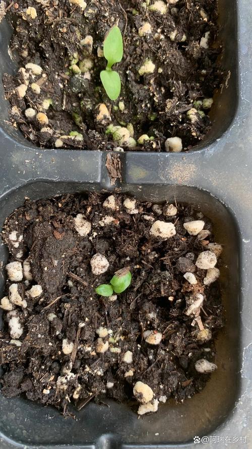 非洲菊种子种植指南:从播种到开花的全套实操方案 常见误区与纠正