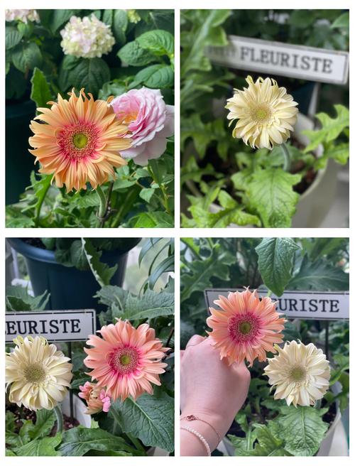 非洲菊种子种植指南:从播种到开花的全套实操方案 总结