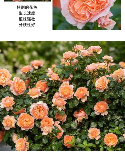 微月季什么品种最好?2026年阳台党必入的3款开花机器对比 光照与水肥精准方案