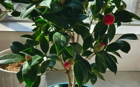 茶花花苞多久才开花？从孕育到绽放的完整养护指南