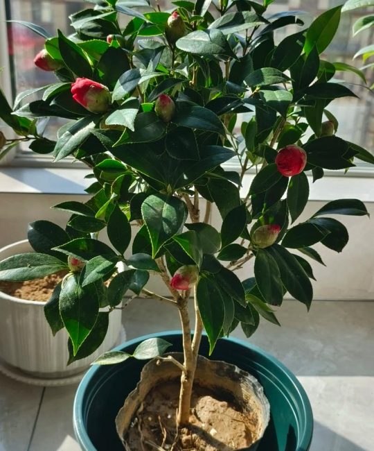 茶花花苞多久才开花？从孕育到绽放的完整养护指南