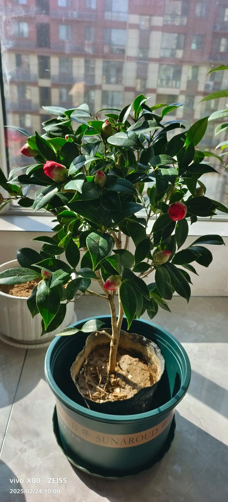 茶花花苞多久才开花？从孕育到绽放的完整养护指南
