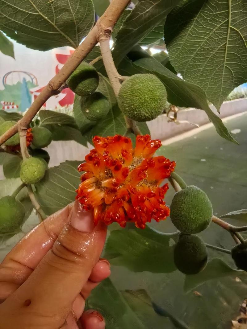 河南能不能种杨梅?先看气候账,再谈怎么种 四、南北种植差异化提醒