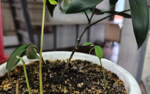 释迦果种子怎么种？从催芽到幼苗移栽的全流程指南