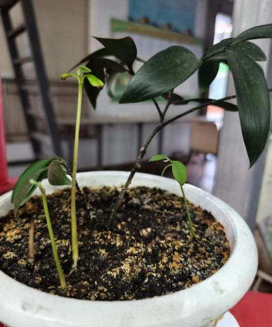 释迦果种子怎么种？从催芽到幼苗移栽的全流程指南