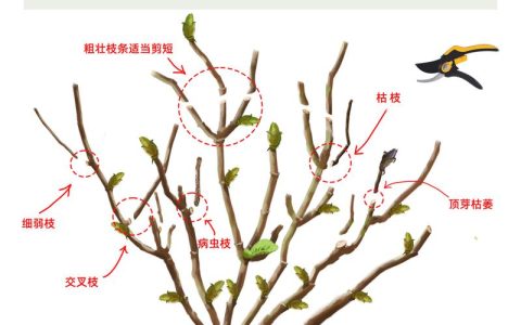 绣球花修剪全指南：从花后到冬剪，一学就会