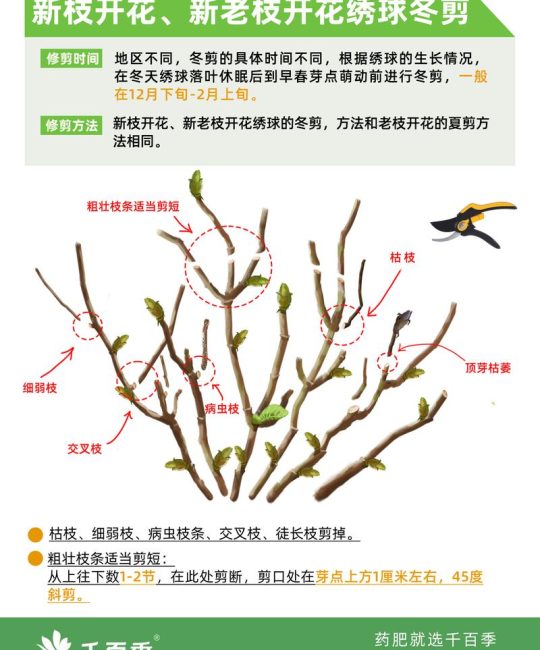 绣球花修剪全指南：从花后到冬剪，一学就会