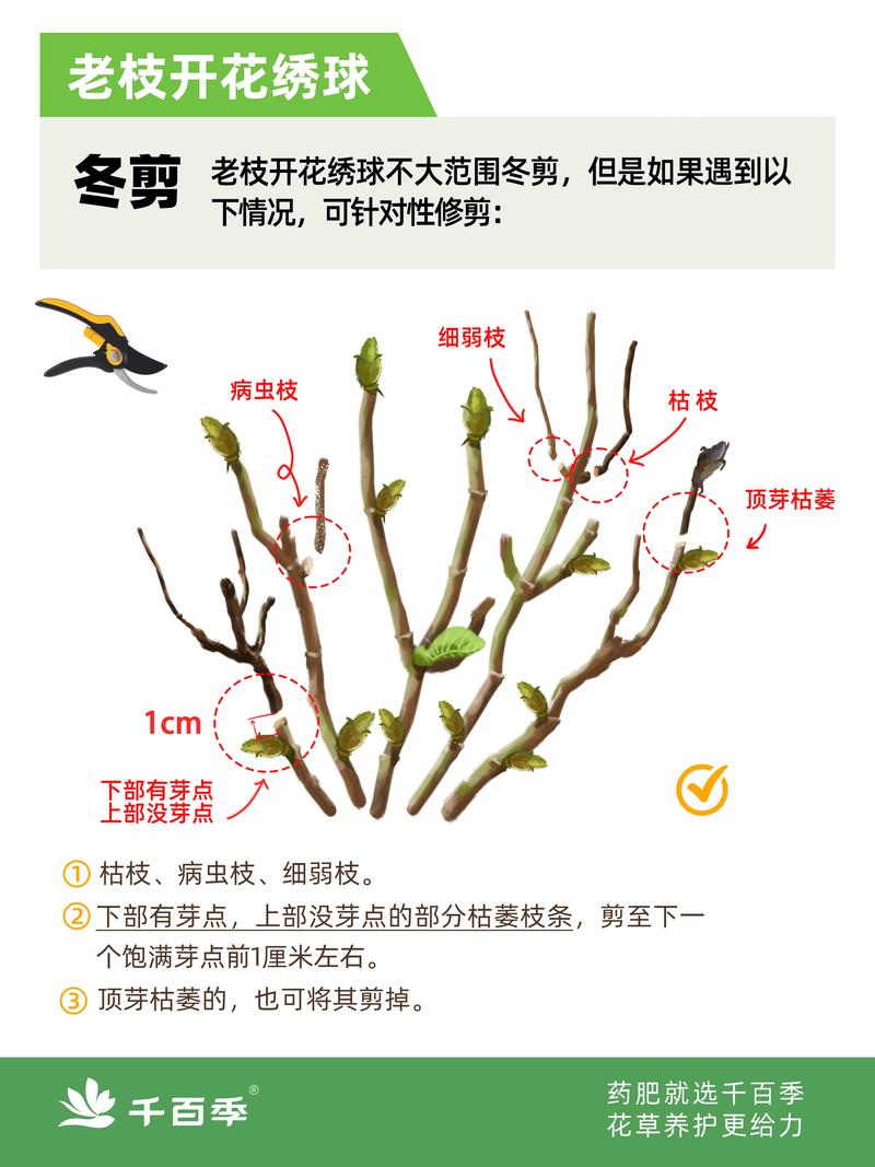 光照与水肥精准方案（配合修剪周期）