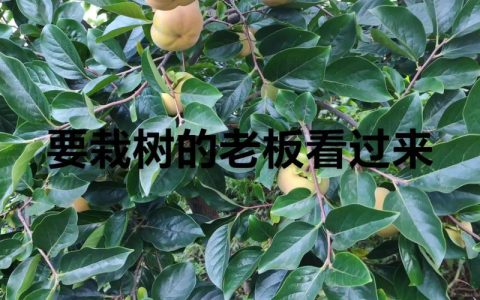 购买果树苗在哪个网买？认准这3个渠道避开90%假苗坑