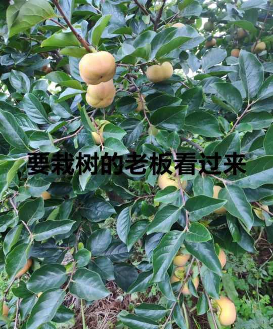购买果树苗在哪个网买？认准这3个渠道避开90%假苗坑