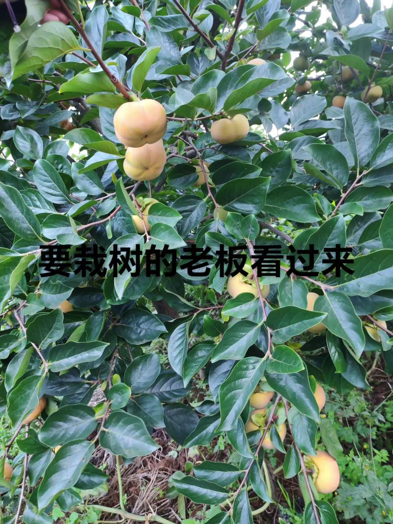 购买果树苗在哪个网买?认准这3个渠道避开90%假苗坑 购买果树苗在哪个网买?认准这3个渠道避开90%假苗坑