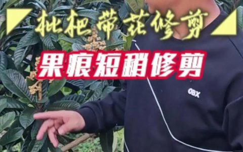 枇杷树修剪方法视频与科学养护全攻略