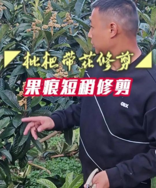 枇杷树修剪方法视频与科学养护全攻略
