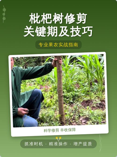 四、 修剪管理（核心重点）