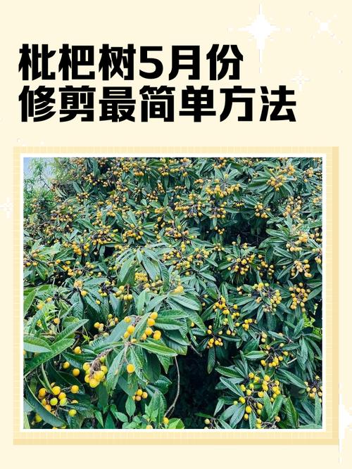 六、 换盆与田间管理