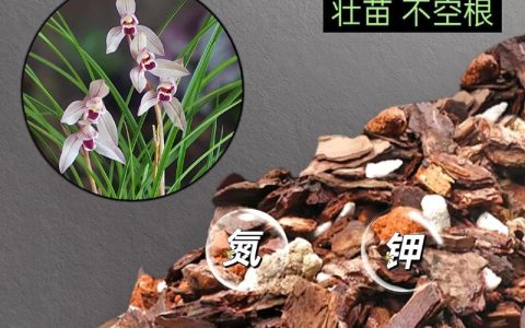 兰花用泥炭土好吗？资深兰友详解优缺点与正确用法
