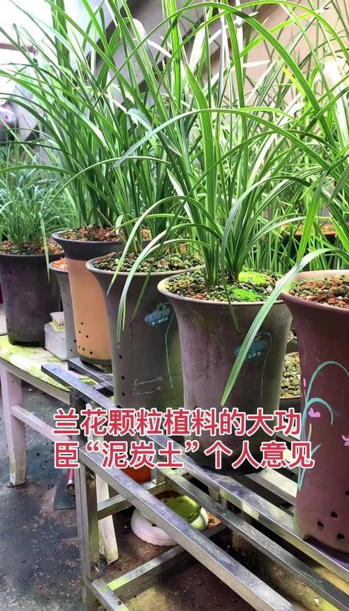 兰花用泥炭土好吗?资深兰友详解优缺点与正确用法 四、正确的配土方案(推荐)