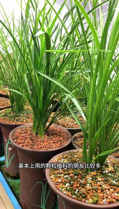 兰花用泥炭土好吗?资深兰友详解优缺点与正确用法 三、哪些兰花可以用泥炭土?