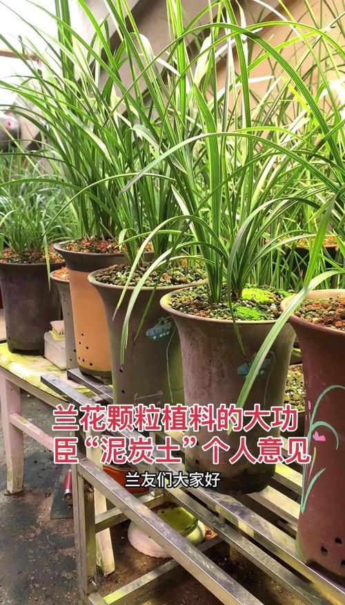 兰花用泥炭土好吗?资深兰友详解优缺点与正确用法 六、总结