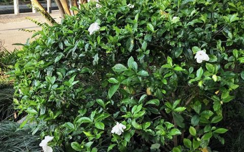 月季花可以浇淘米水吗？淘米水养月季的正确方法与注意事项