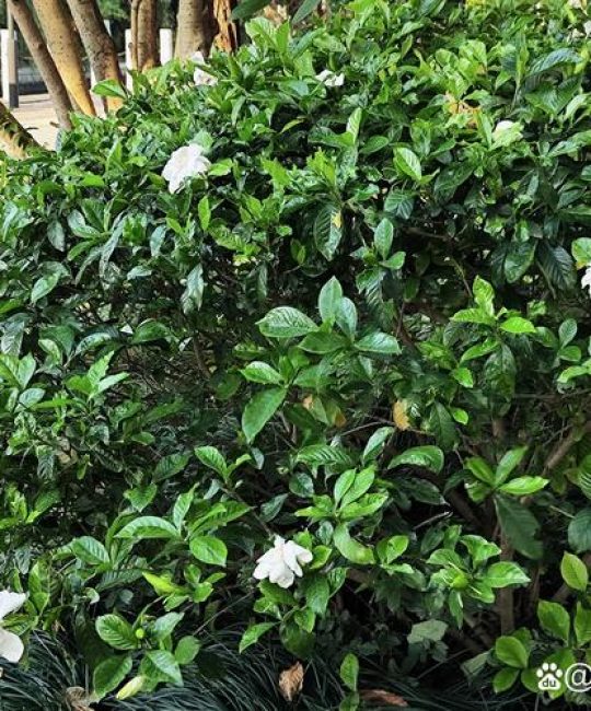 月季花可以浇淘米水吗？淘米水养月季的正确方法与注意事项