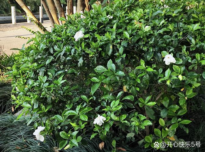 月季花可以浇淘米水吗？淘米水养月季的正确方法与注意事项