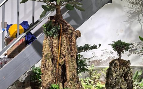 吸水石上的草籽怎么种？7步打造盆景石上迷你草坪，成活率超85%