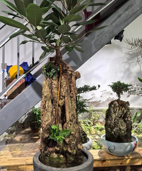吸水石上的草籽怎么种？7步打造盆景石上迷你草坪，成活率超85%