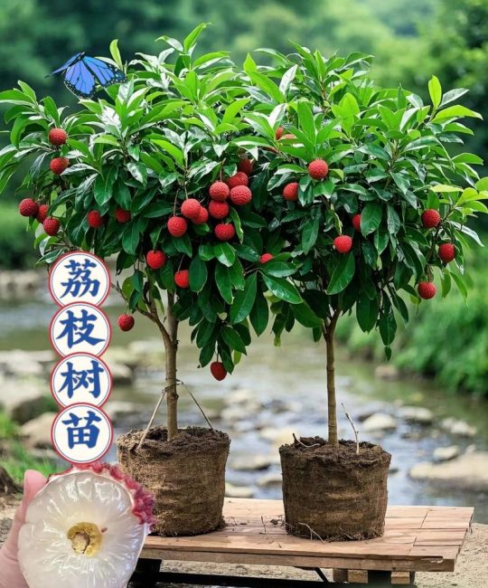 荔枝苗怎么移栽？成活率最高的七个关键步骤（附详细参数）