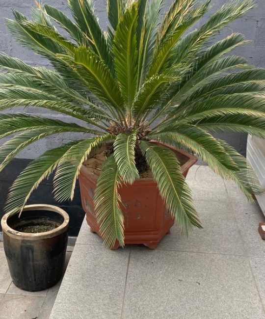 羊角铁树是好品种吗？与普通苏铁的全方位对比分析