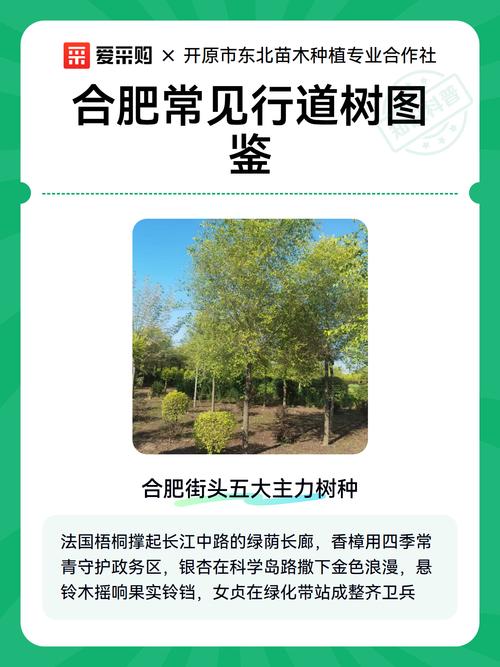 全冠移栽技术详解