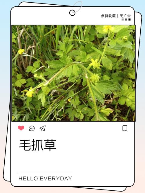 猫爪草一次放多少粒?种植密度与技巧全解析 三、地栽时一次放多少粒?