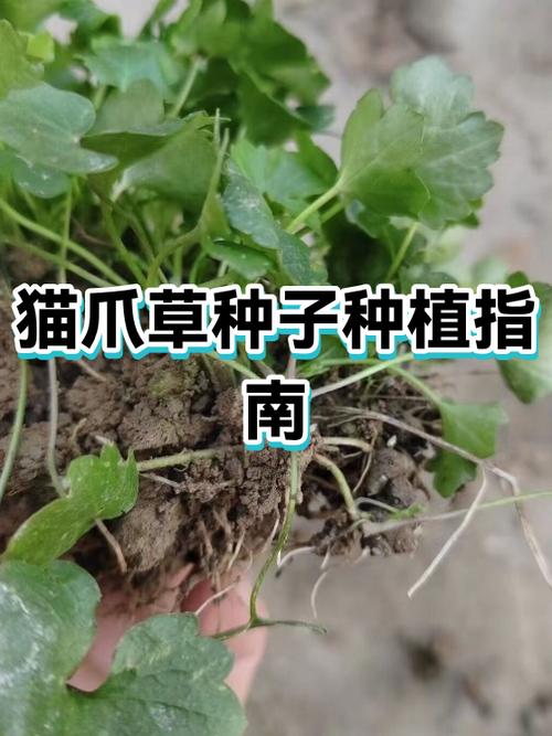猫爪草一次放多少粒?种植密度与技巧全解析 四、影响密度的关键因素