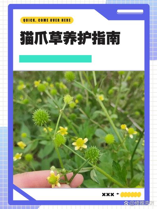 猫爪草一次放多少粒?种植密度与技巧全解析 五、种植与养护小贴士