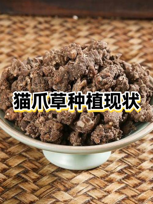 猫爪草一次放多少粒?种植密度与技巧全解析 六、常见问题解答