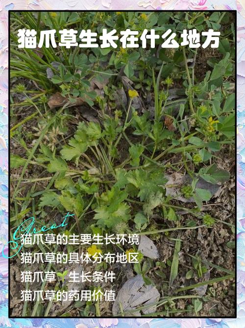 猫爪草一次放多少粒?种植密度与技巧全解析 结语
