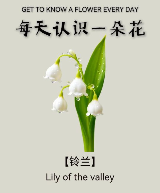 铃兰是兰花吗？揭开铃兰的真实身份与养护秘籍