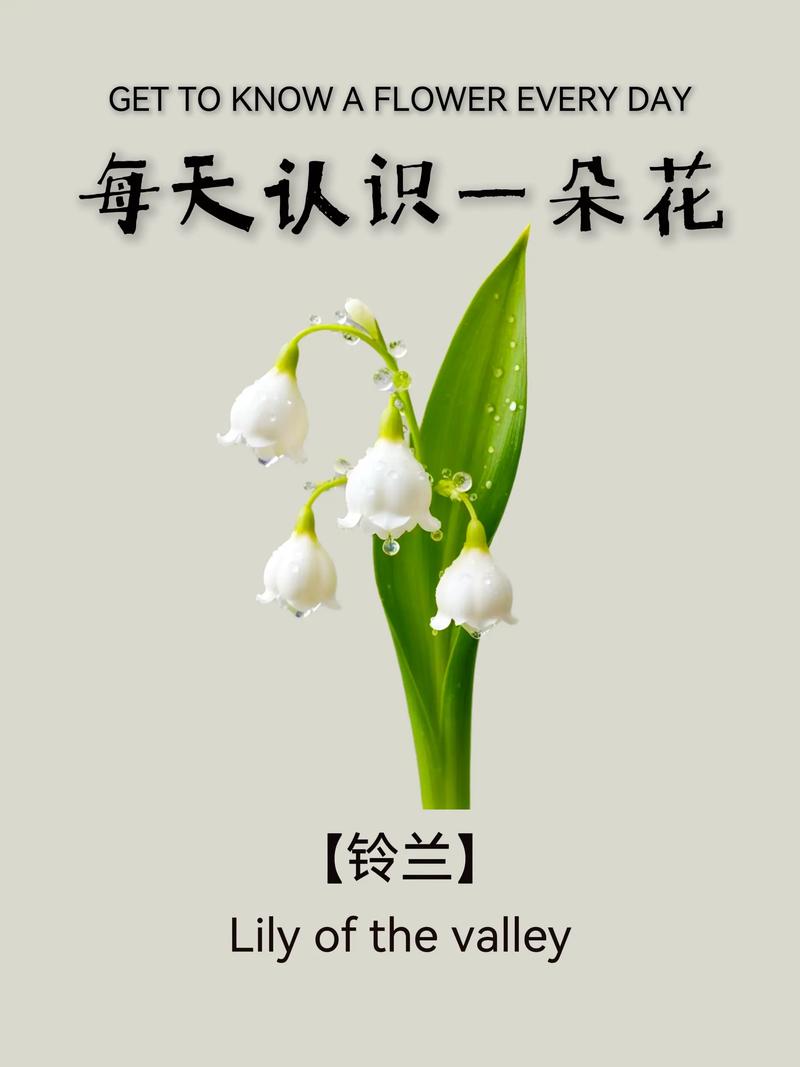 铃兰是兰花吗？——从名字到基因的“身份错位”