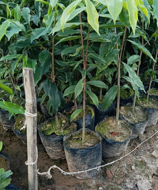 沉香种植多少年成材？从选苗到结香的完整技术指南