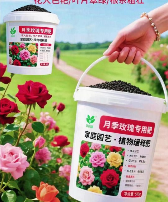 月季花的养殖用什么肥料？家庭养护全指南