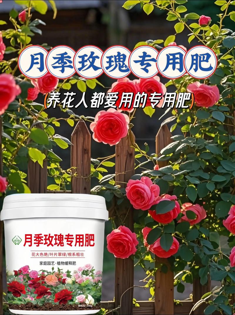 月季花的养殖用什么肥料?家庭养护全指南 修剪:以促花为核心,分季节轻中重