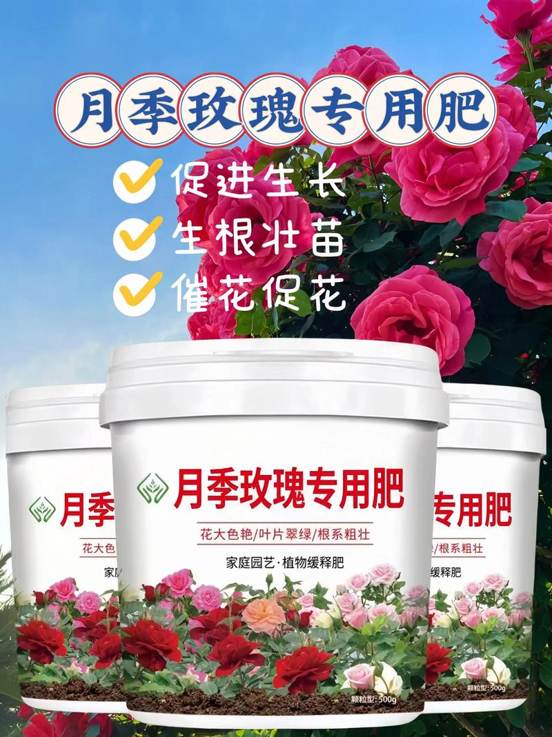 月季花的养殖用什么肥料?家庭养护全指南 换盆/田间管理:定期换土,疏松透气