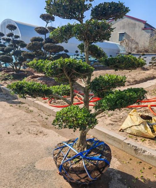 小叶黄杨：常绿灌木的识别特征与园林应用
