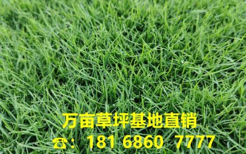 剪股颖草皮多少钱一平方米？2025年最新价格参考