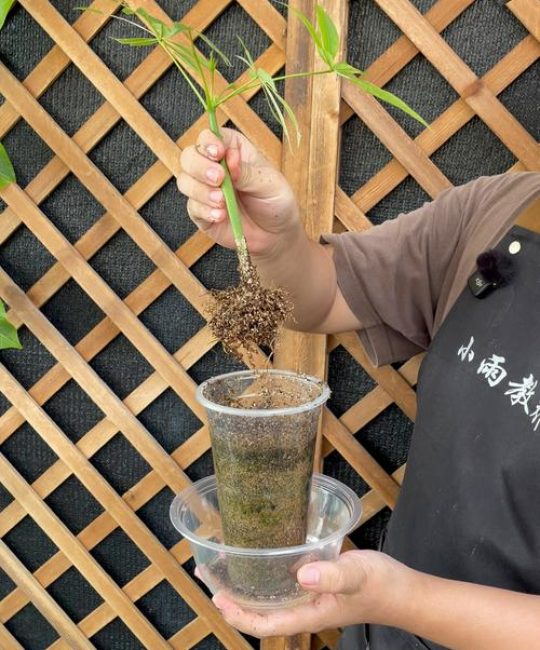 发财树能扦插吗？一份精确到参数的繁殖育苗全流程指南