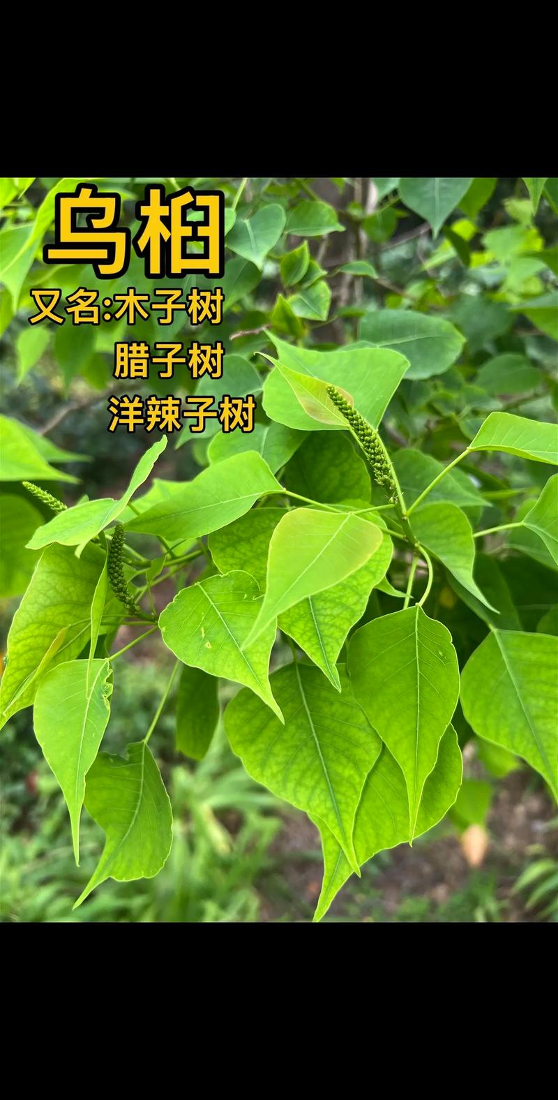 乌桕树怎么读?一文读懂它的读音、习性与园艺价值 秋季红叶:园艺景观的亮点