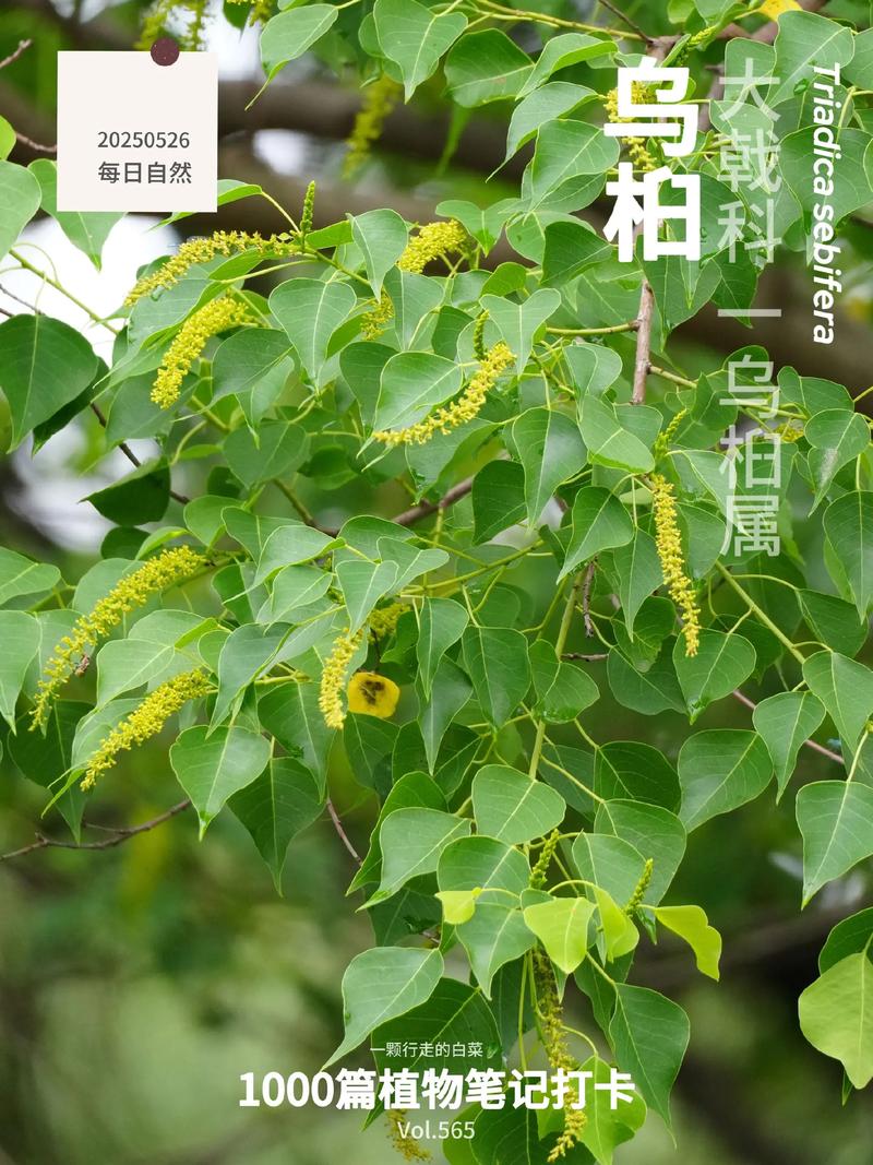 乌桕树怎么读?一文读懂它的读音、习性与园艺价值 乌桕树的形态特征