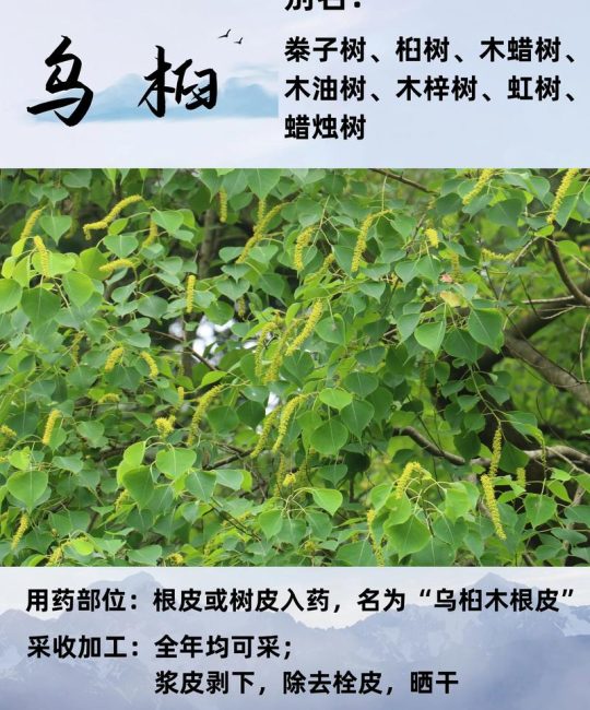 乌桕树怎么读？一文读懂它的读音、习性与园艺价值