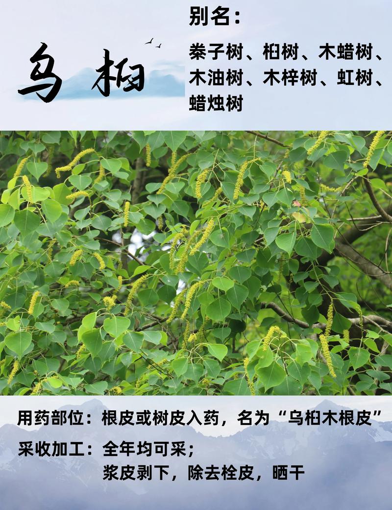 乌桕树怎么读?一文读懂它的读音、习性与园艺价值 乌桕树读音:别再读错了