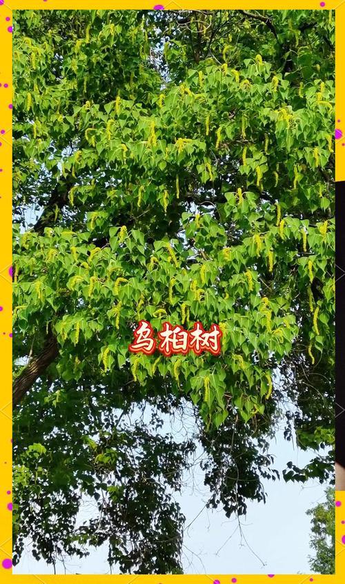 乌桕树怎么读?一文读懂它的读音、习性与园艺价值 园林应用与文化意蕴